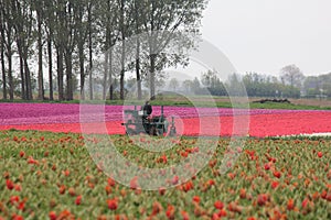 A machine in the colourful bulb fields with tulips in holland