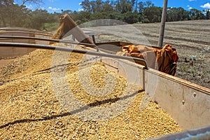 Machine dumps soybean photo