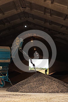 A machine for extracting seeds from sunflowers in a hangar. Mountain of sunflower seeds. Harvesting sunflower