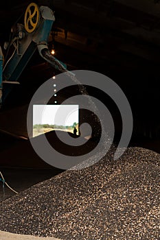 A machine for extracting seeds from sunflowers in a hangar. Mountain of sunflower seeds. Harvesting sunflower