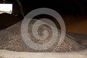 A machine for extracting seeds from sunflowers in a hangar. Mountain of sunflower seeds. Harvesting sunflower