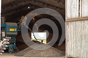 A machine for extracting seeds from sunflowers in a hangar. Mountain of sunflower seeds. Harvesting sunflower