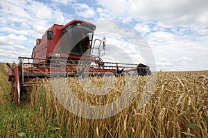 Machine harvesting