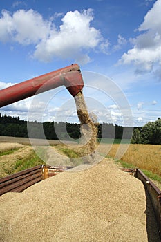 Machine harvesting