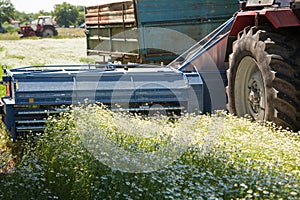 Machine harvesting chamomile from field