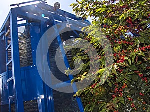 Machine harvesting coffe on field in Minas Gerais State photo