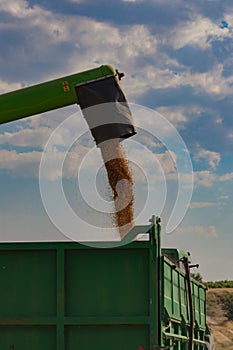 Machine harvesting wheat field, picking up the grain and making straw