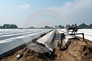 Machine for manual picking with hands of white asparagus vegetables on fields in Netherlands, harvest season