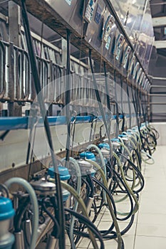 Machine milking cows using milking machines on the farm