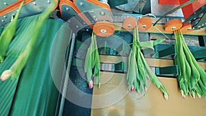 Machine is parting tulips into bouquets and moving them