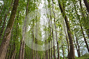 The machine path in the forest . country side space empty car road path way . empty lonely asphalt car road between trees in