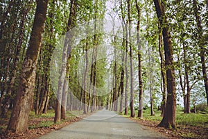 The machine path in the forest . country side space empty car road path way . empty lonely asphalt car road between trees in