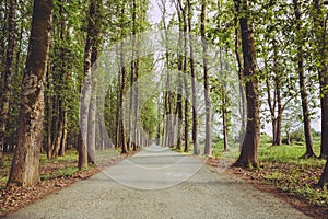 The machine path in the forest . country side space empty car road path way . empty lonely asphalt car road between trees in