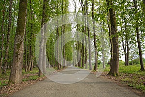 The machine path in the forest . country side space empty car road path way . empty lonely asphalt car road between trees in