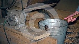 Machine sift grain and worker hands draw oat and pour into steel bucket