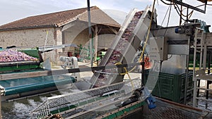 Machine to wash the plums before drying