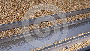 Machinery harvesting process of corn kernel grains
