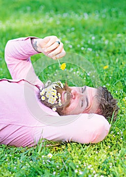 Macho with daisies in beard relaxing. Bearded man with daisy flowers in beard lay on grassplot, grass background