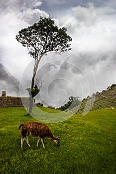 Machu Picchu