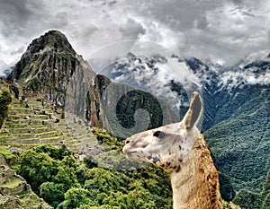 Alpaca Stair Down at Machu Picchu photo