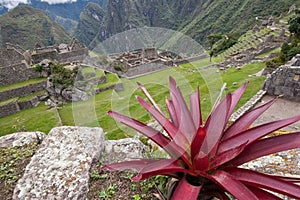 Machu Picchu Flora