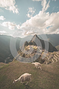 Machu Picchu illuminated by the last sunlight coming out from the opening clouds. Wide angle view from above with two grazing llam