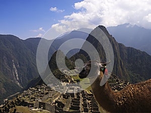 Machu Picchu Lama photo