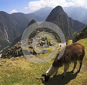 Machu Picchu Lama photo