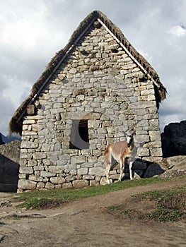 Machu Picchu Lama