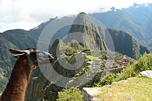 Machu Picchu Lama