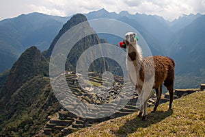 Machu Picchu lama in front of ruins walls sunny day