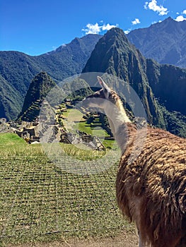 Machu picchu lama, peru