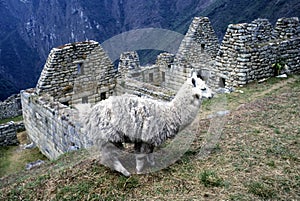 Machu Picchu and lama, Peru