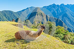 Machu Picchu Llama, Peru