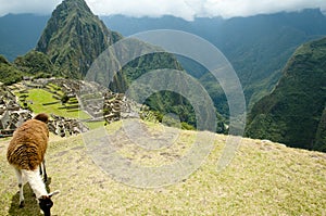 Machu Picchu Llama - Peru