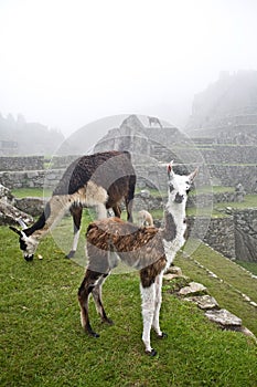 Machu Picchu Llamas