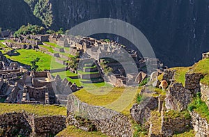 Machu Picchu Llamas, Cusco, Peru