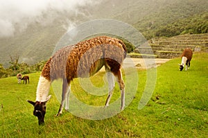 Machu Picchu in Peru.