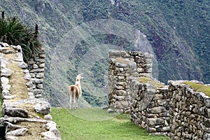 Machu Picchu Peru Llama photo