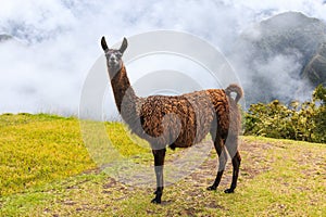 Machu Picchu, Peru. photo