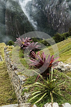 Machu Picchu Peru South America Plants And Walls