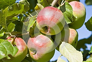 Macintosh Apple Orchard photo