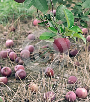 Macintosh apple on the tree photo