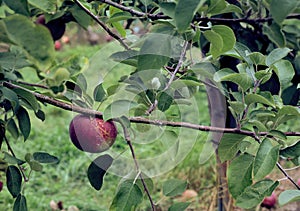 Macintosh apple on the tree photo