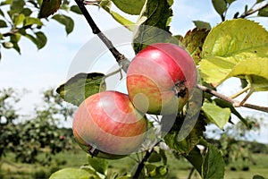 Macintosh Apples on Tree