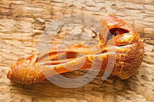 Macis, spice of the nutmeg tree