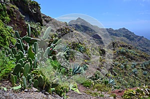 Macizo de Anaga, Tenerife photo