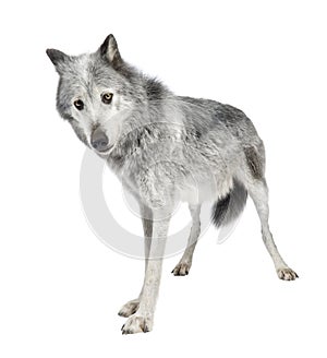 Mackenzie Valley Wolf (8 years)
