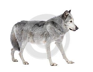 Mackenzie Valley Wolf (8 years)