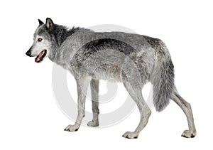 Mackenzie Valley Wolf (8 years)